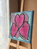 Pink Caladiums